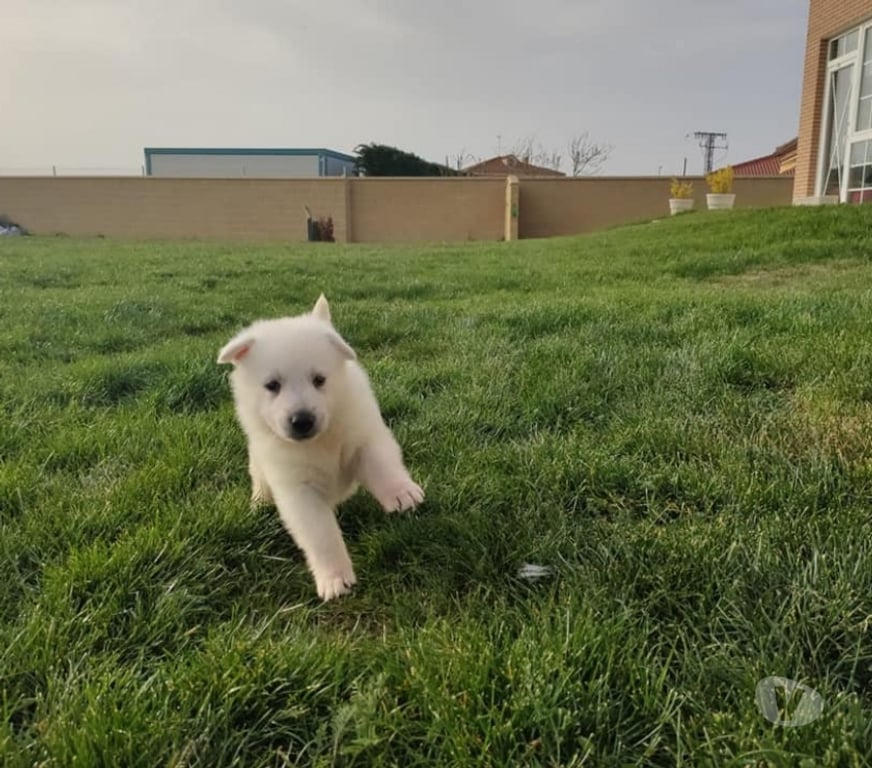 Gatos en Venta Santiago Las Condes - Fotos de Hermosos Pastores Suizos