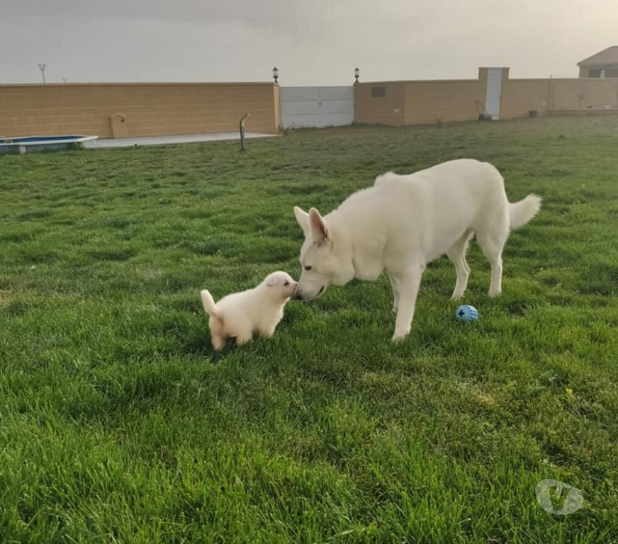 Gatos en Venta Santiago Las Condes - Fotos de Hermosos Pastores Suizos