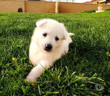 Mascotas en Chile Las Condes Santiago - Fotos de Hermosos Pastores Suizos