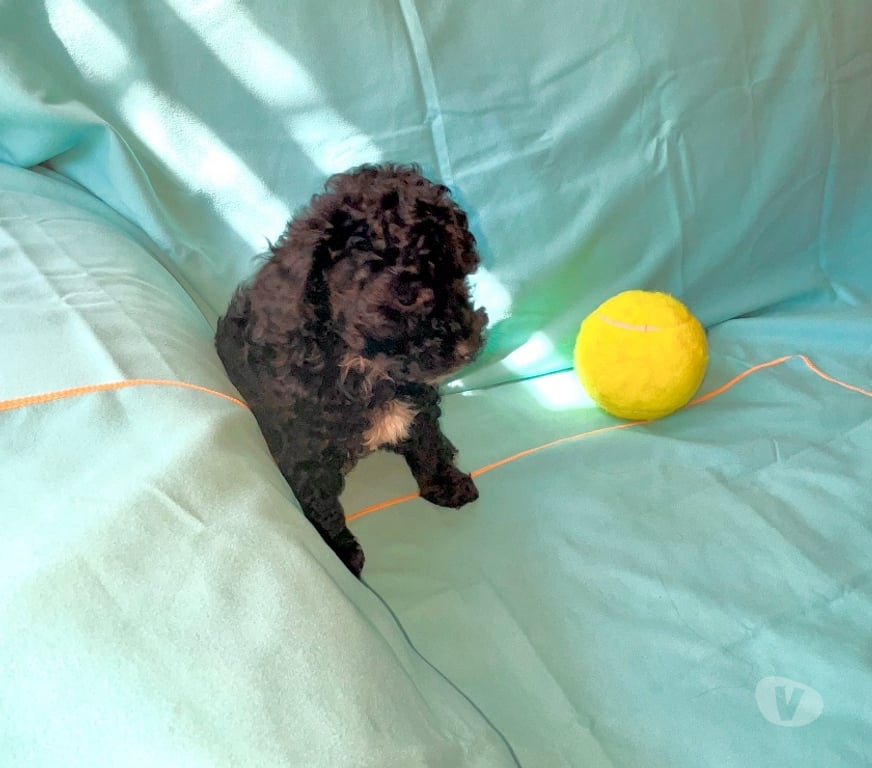 Gatos en Venta Santiago Maipú - Fotos de Vendo poodle toy macho negro