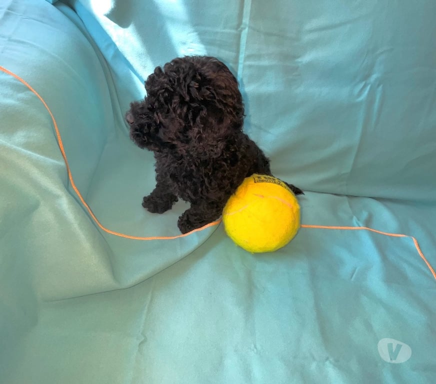 Gatos en Venta Santiago Maipú - Fotos de Vendo poodle toy macho negro