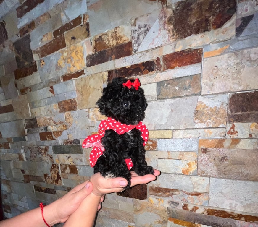 Gatos en Venta Santiago Maipú - Fotos de Vendo hermosas poodle toy miniatura