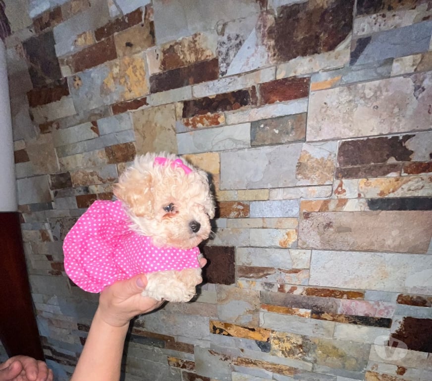 Gatos en Venta Santiago Maipú - Fotos de Vendo hermosas poodle toy miniatura