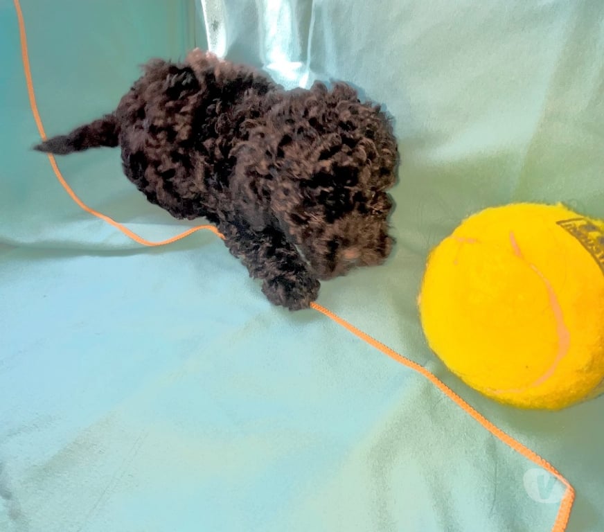 Gatos en Venta Santiago Maipú - Fotos de Vendo poodle toy macho negro