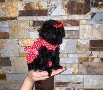 Vendo hermosas poodle toy miniatura