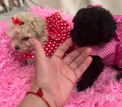 Mascotas en Chile Maipú Santiago - Fotos de Vendo poodle toy miniatura