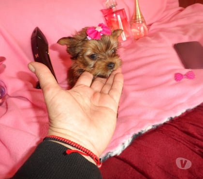 Mascotas en Chile Maipú Santiago - Fotos de Vendo Yorkshire ultra miniatura