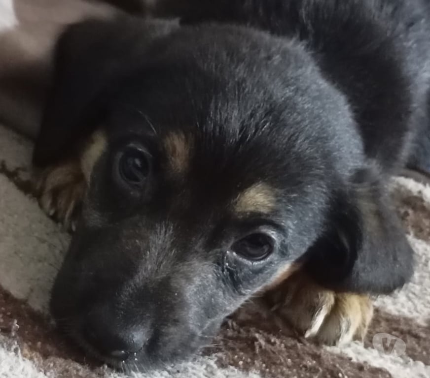 Adopción ed Animales Santiago Renca - Fotos de PERRITAS EN ADOPCIÓN!!!!