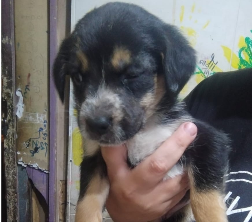Adopción ed Animales Santiago Renca - Fotos de PERRITAS EN ADOPCIÓN!!!!