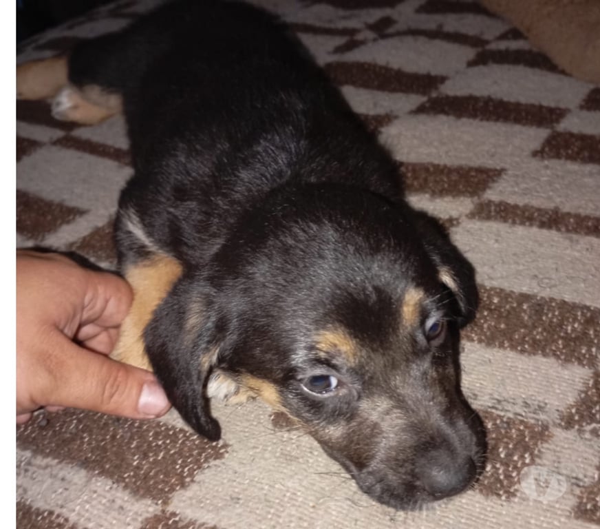Adopción ed Animales Santiago Renca - Fotos de PERRITAS EN ADOPCIÓN!!!!