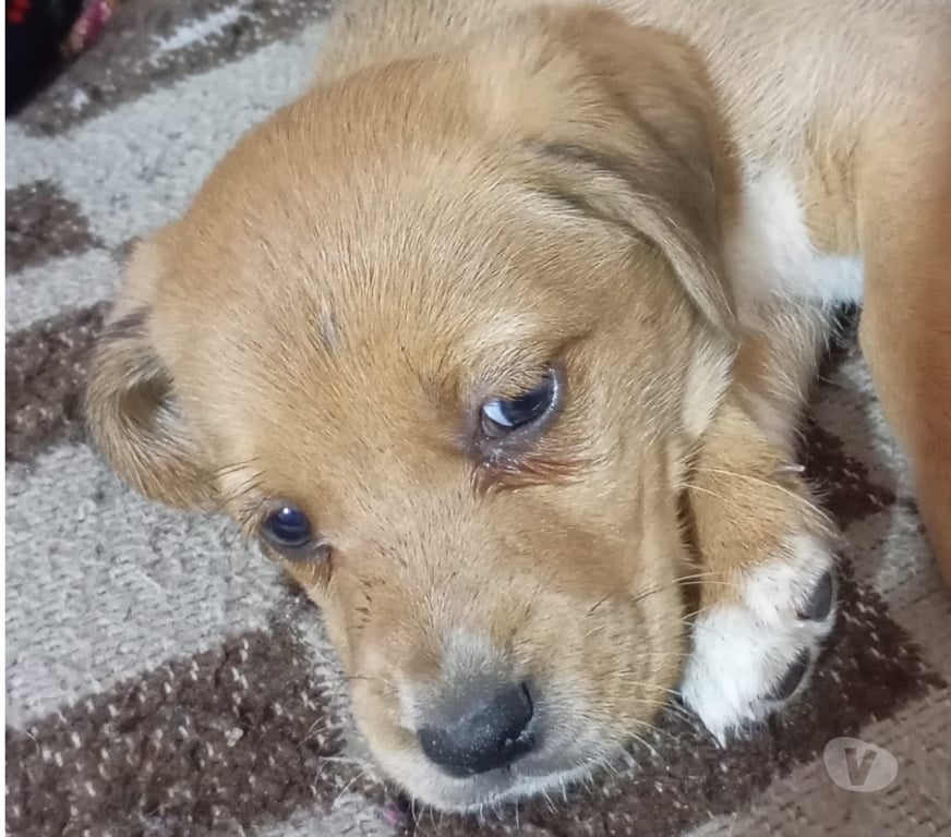 Adopción ed Animales Santiago Renca - Fotos de PERRITAS EN ADOPCIÓN!!!!