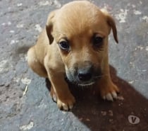 PERRITAS EN ADOPCIÓN!!!!