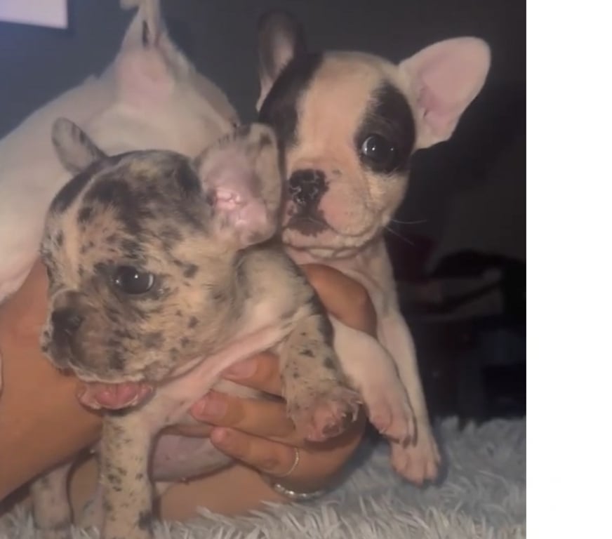 Gatos en Venta Santiago Lo Prado - Fotos de Bellos bulldog francés