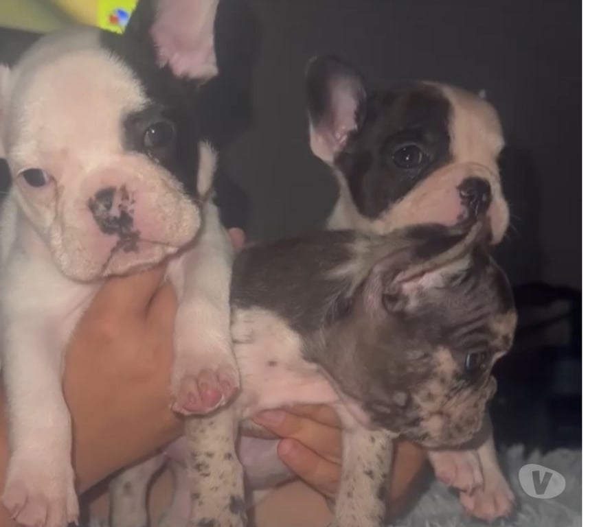 Gatos en Venta Santiago Lo Prado - Fotos de Bellos bulldog francés