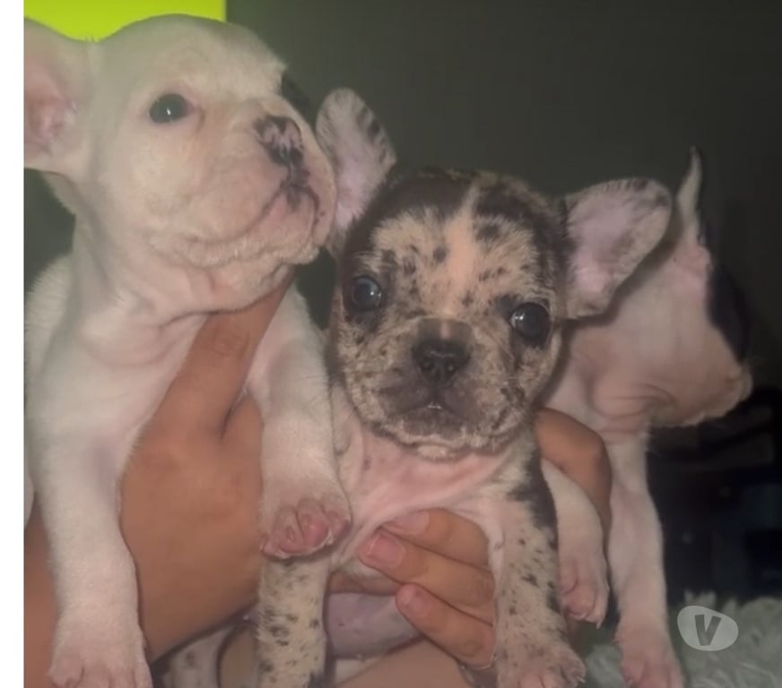 Gatos en Venta Santiago Lo Prado - Fotos de Bellos bulldog francés