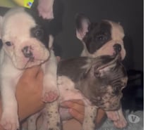 Bellos bulldog francés