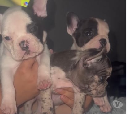 Perros en Venta Lo Prado Santiago - Fotos de Bellos bulldog francés