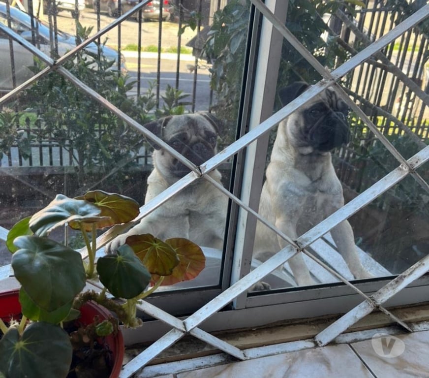 Gatos en Venta Concepción Hualpén - Fotos de Cachorritas Pug