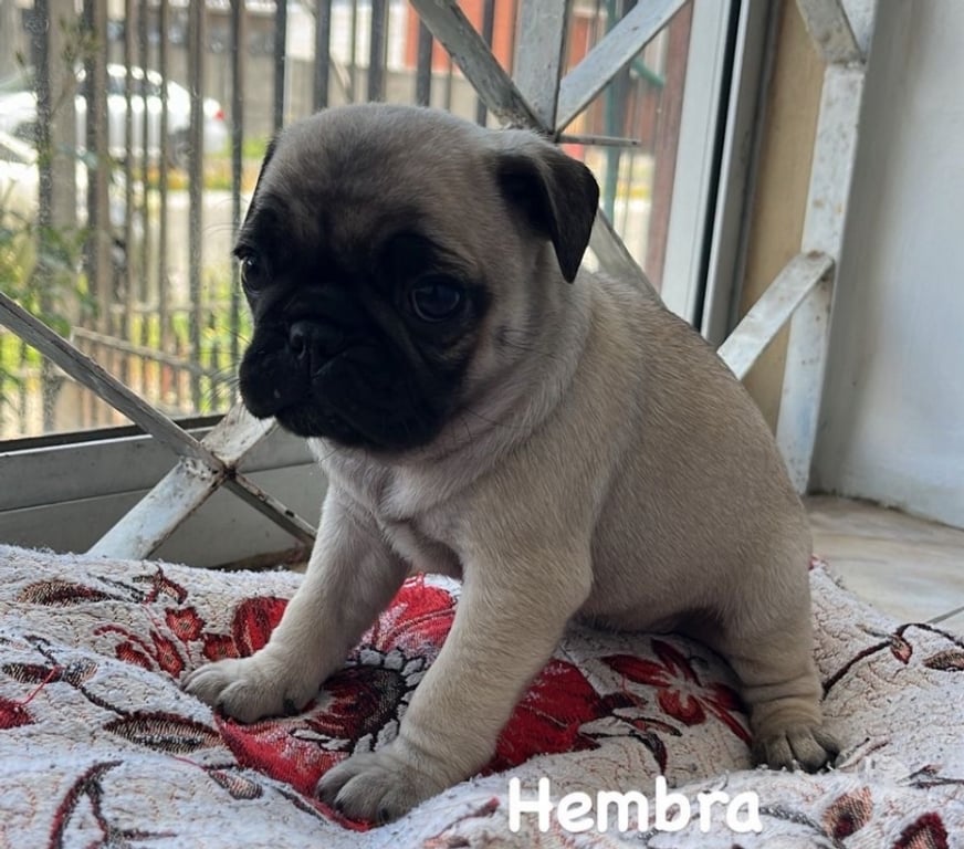 Gatos en Venta Concepción Hualpén - Fotos de Cachorritas Pug