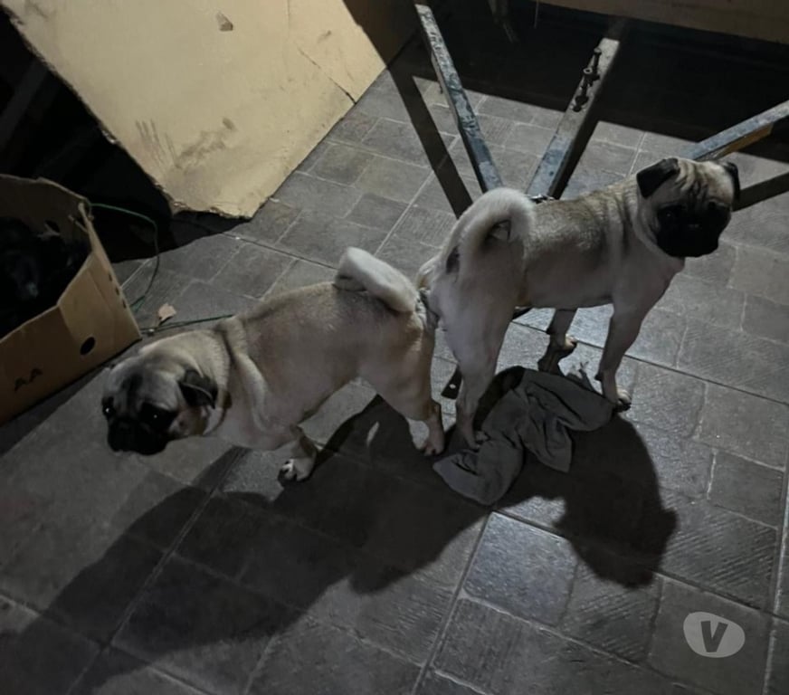 Gatos en Venta Concepción Hualpén - Fotos de Cachorritas Pug