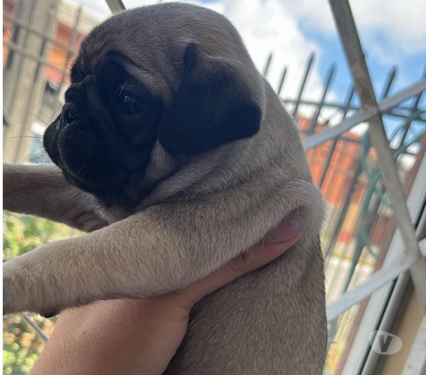 Gatos en Venta Concepción Hualpén - Fotos de Cachorritas Pug
