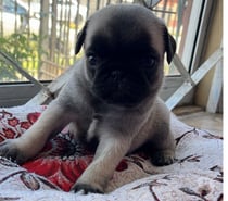 Cachorritas Pug