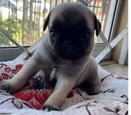 Mascotas en Chile Hualpén Concepción - Fotos de Cachorritas Pug