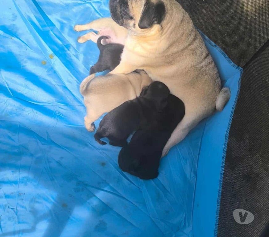 Gatos en Venta Llanquihue Puerto Montt - Fotos de Pug cachorros carlinos
