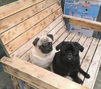 Pug cachorros carlinos