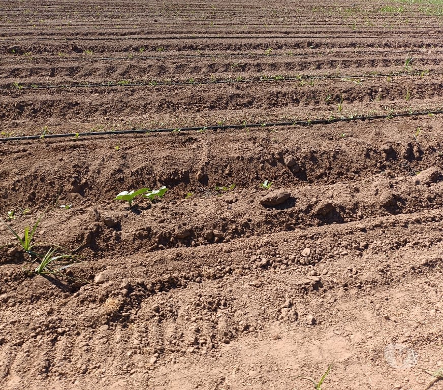 Venta de Haciendas Colchagua Peralillo - Fotos de VENDO 100 HECTÁREAS PLANAS DE RIEGO