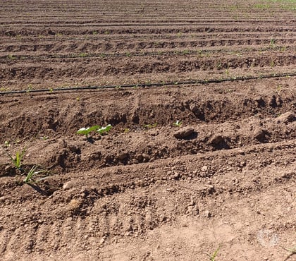 Venta de Campos Peralillo Colchagua - Fotos de VENDO 100 HECTÁREAS PLANAS DE RIEGO