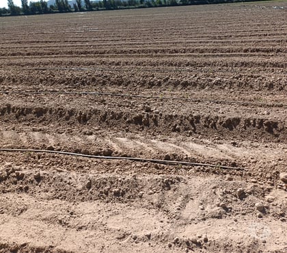 Venta de Campos Peralillo Colchagua - Fotos de VENDO 200 HECTÁREAS PLANAS DE RIEGO