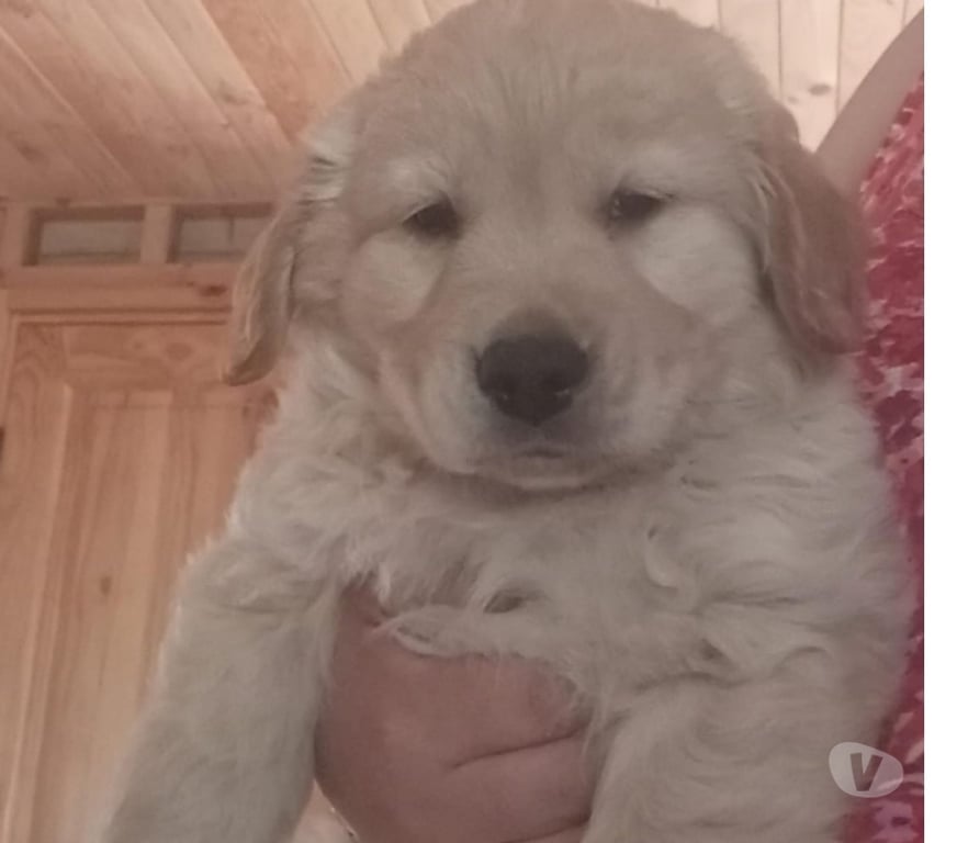 Gatos en Venta Curicó Romeral - Fotos de Cachorra Golden