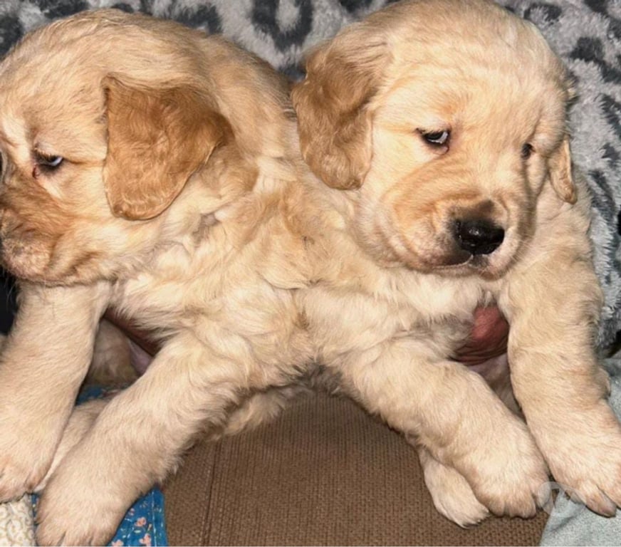 Gatos en Venta Curicó Romeral - Fotos de Cachorra Golden