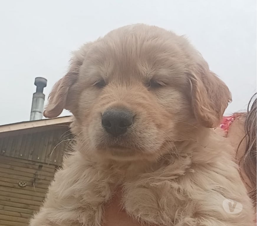 Gatos en Venta Curicó Romeral - Fotos de Cachorra Golden