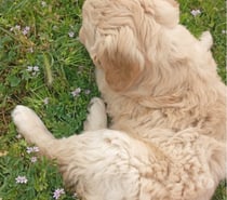 Cachorra Golden