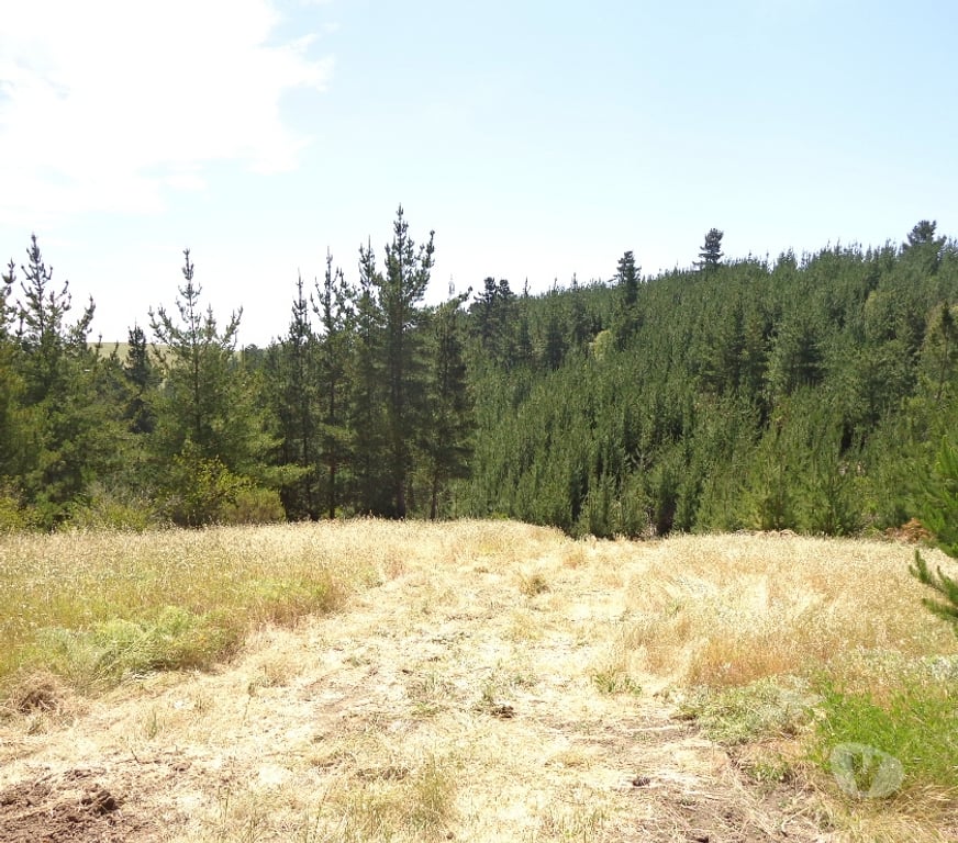 Parcelas en Venta San Antonio Santo Domingo - Fotos de Parcela 5.000 m2. Santo Domingo