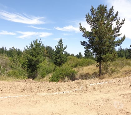 Parcelas Santo Domingo San Antonio - Fotos de Parcela 5.000 m2. Santo Domingo