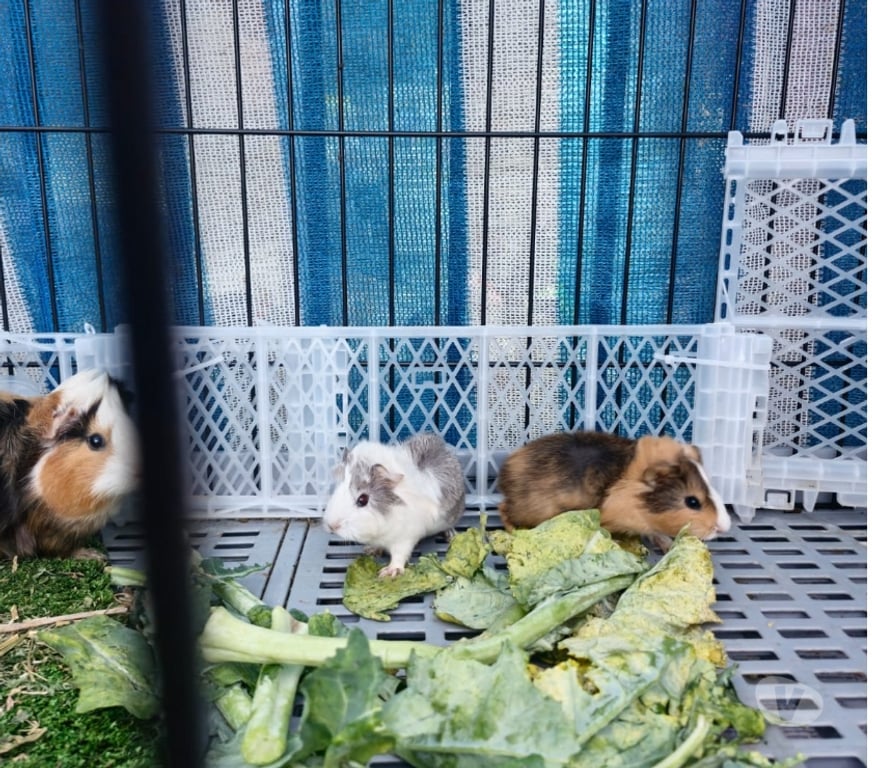 Gatos en Venta Santiago Santiago - Fotos de cuy, cobayas, cuyis