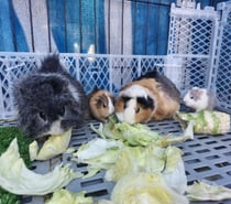 cuy, cobayas, cuyis