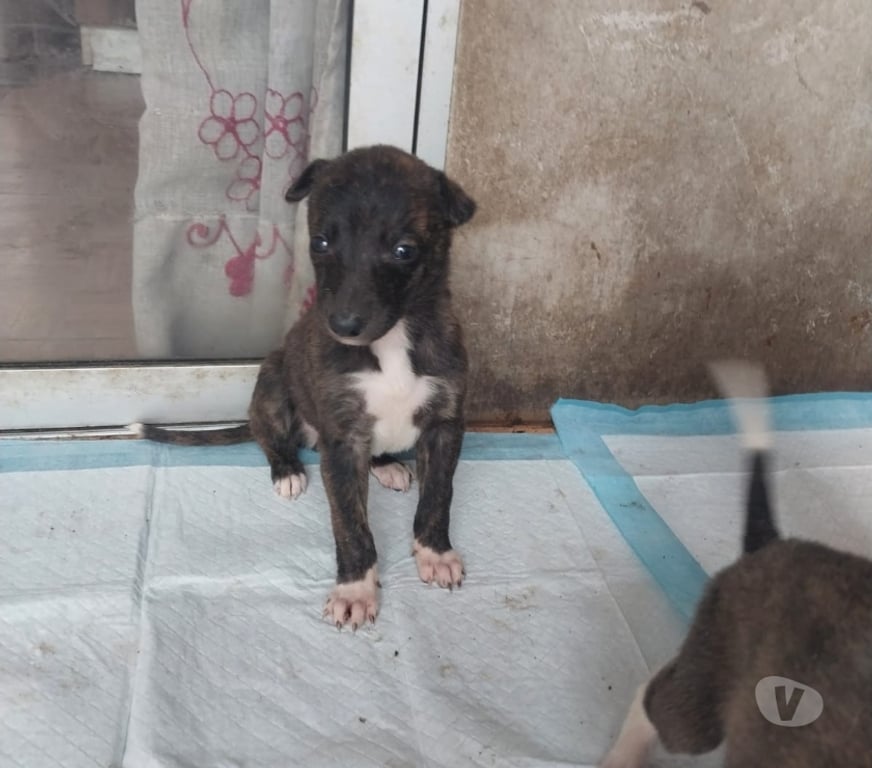 Gatos en Venta Santiago El Bosque - Fotos de Perritos en venta ya que no puedo tenerlos gracias