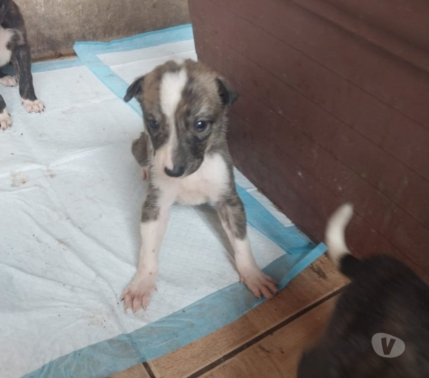 Gatos en Venta Santiago El Bosque - Fotos de Perritos en venta ya que no puedo tenerlos gracias