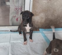 Perritos en venta ya que no puedo tenerlos gracias