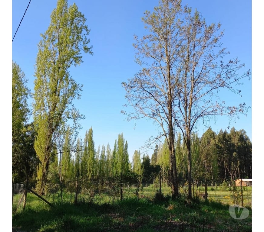 Parcelas en Venta Bío-Bío Los Ángeles - Fotos de Se VENDE hermosa parcela en Los Ángeles