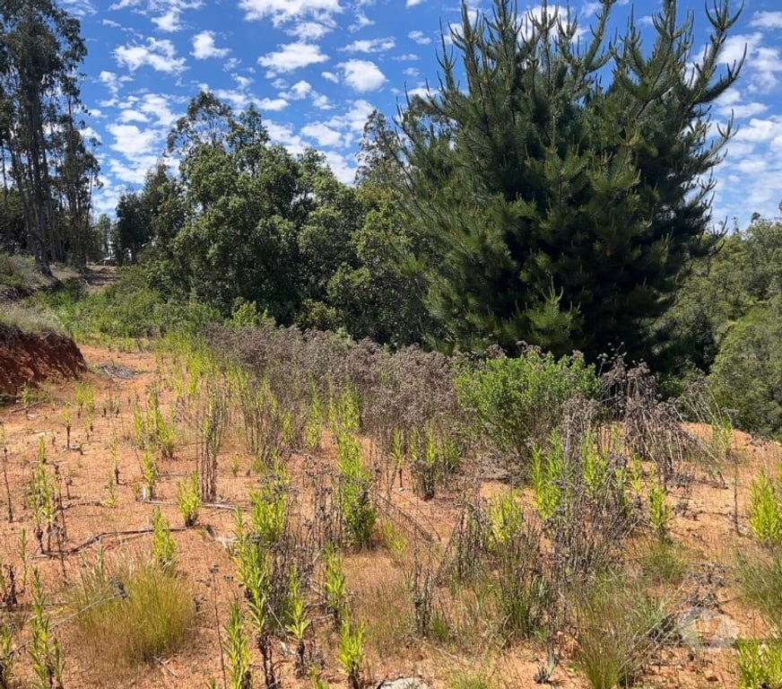 Venta de Haciendas Valparaíso Casablanca - Fotos de 🌿 VENTA DE DOS PARCELAS CONTIGUAS EN FUNDO EL ROMERAL
