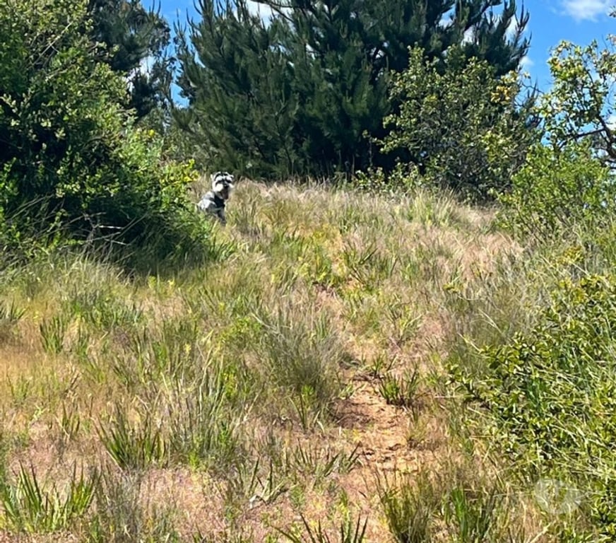 Venta de Haciendas Valparaíso Casablanca - Fotos de 🌿 VENTA DE DOS PARCELAS CONTIGUAS EN FUNDO EL ROMERAL