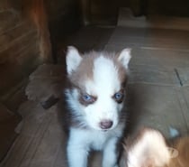 Husky siberiano hermosos