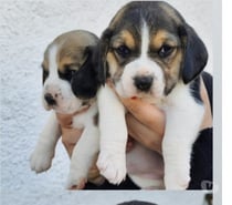 Últimos beagles
