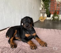 Raza doberman americano