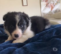 Border collie legítimos